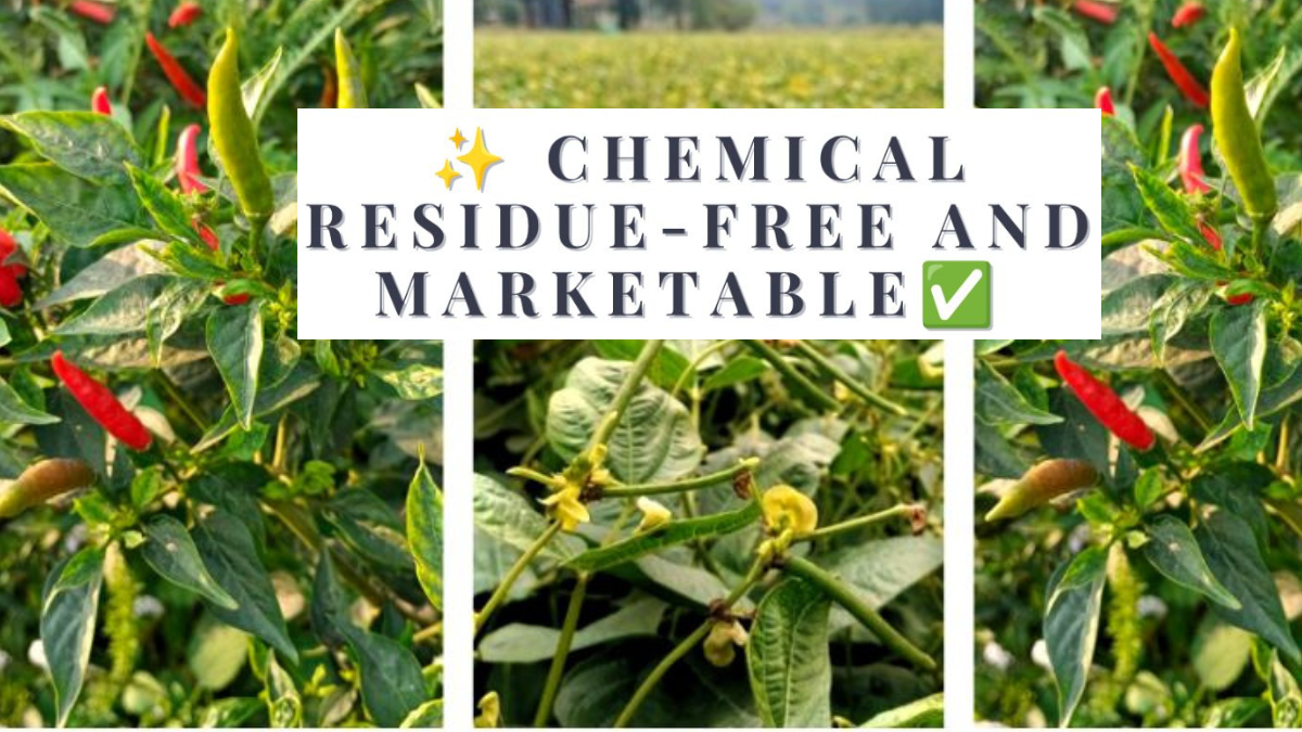 Chemical Residue-Free and Marketable