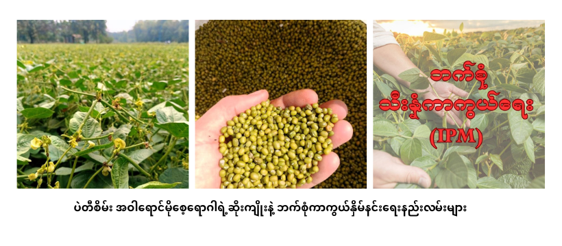 Harmful Effects and Integrated Management of Mungbean Yellow Mosaic Disease