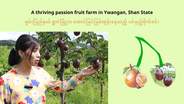 Passion fruit farm